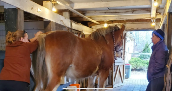 qualified, expert equine massage