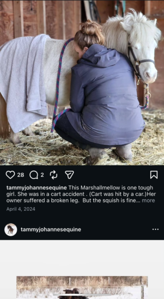 equine massage, performance horse, sport horse