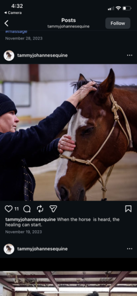 equine massage, performance horse, sport, health