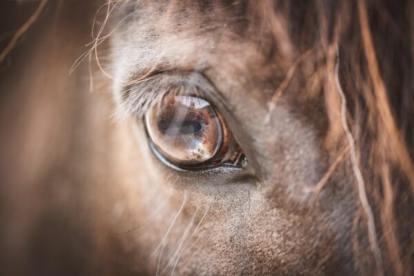 Close up of performance horse eye, relaxed after equine massage therapy.