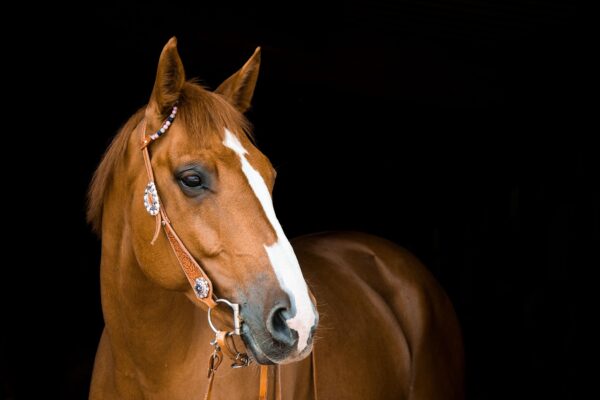 Western performance horse ready for equine massage.