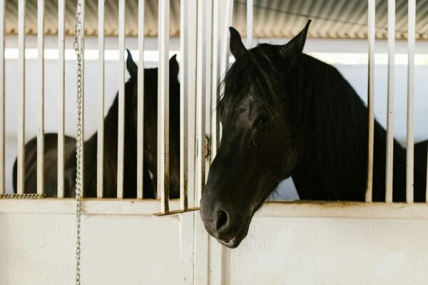Beautiful black stallions in stable, showcasing equine grace and tranquility.