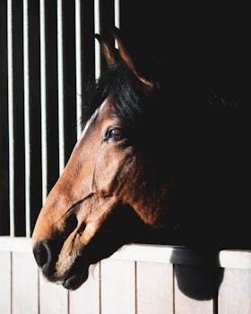 A brown horse in a stable, beautifully lit, showcasing its serene expression and natural beauty after a quality equine massage.